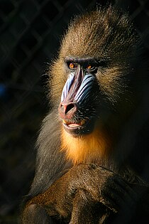 Mandril (Papio sphinx)