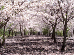 Somei Yoshino Sakura