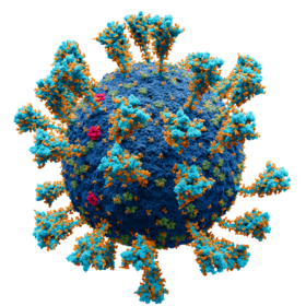 "Severe acute respiratory syndrome coronavirus 2"