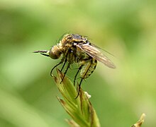 Toxophora amphitea