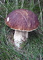 Boletus edulis