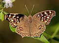 Junonia lemonias