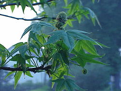 Liquidambar styraciflua