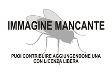 Immagine di Neurochaetidae mancante