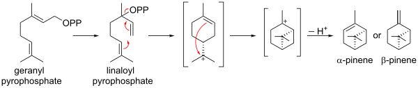 Biosynthèse du pinène à partir du pyrophosphate de géranyle