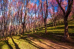 Phu Lom Lo, part of Phu Hin Rong Kla National Park, the largest wild Himalayan cherry site in Thailand.