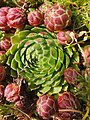 Diese Bilder wurden im Zusammenhang mit Wiki Loves Earth hochgeladen. Meine Handy-App sagt Sempervivum atlanticum doch nach dem Standort passt eher Dach-Hauswurz (Sempervivum tectorum), was stimmt?