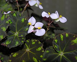 Boverio begonija (Begonia boweri)