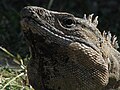 Ctenosaura similis, Tulum, Mèxic