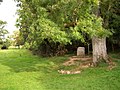 The stone under the tree marks the official source of the river Thames