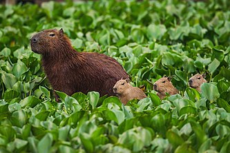 A mother and three baby capybaras