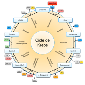 Cicle de Krebs