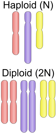 Haploid vs diploid.svg