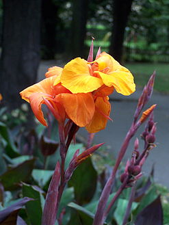 Flor de Canna. Notar los estaminodios petaloideos.