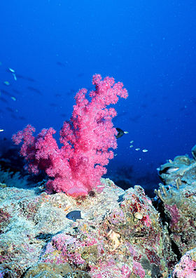 Barreira de coral