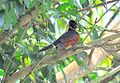 Chestnut-winged cuckoo