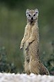 Image 6 Yellow mongoose Photo: Yathin S Krishnappa The yellow mongoose (Cynictis penicillata) is a small mammal averaging about 1 lb (1/2 kg) in weight and about 20 in (500 mm) in length. Found in southern Africa, it lives in flat areas ranging from semi-desert scrubland to grasslands. This carnivorous species lives in colonies of up to 20 individuals. More selected pictures