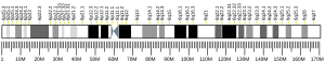 Chromosome 6 humain