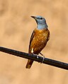 Common rock thrush, Boulmane de Dades, Morocco