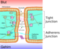 Schematische Darstellung Membranproteine der Tight Junctions