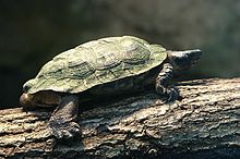 Waldbachschildkroete-01.jpg