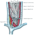 La glande thyroïde et ses rapports.