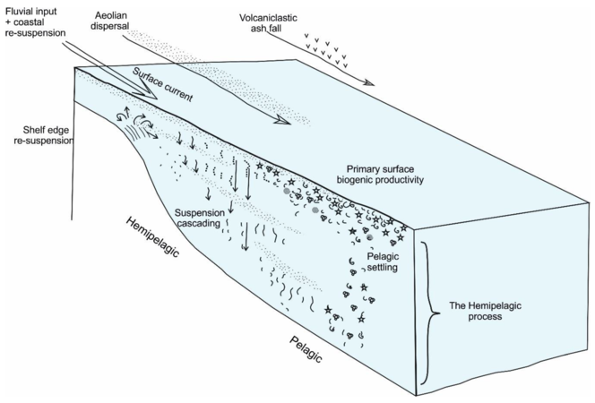 Sediment supply from terrigenous and biological sources as well as its dispersion and settling through the water column [28]