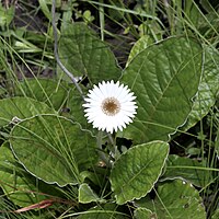 Gerbera ambigua[англ.]