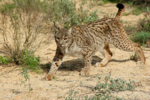 Iberian lynx