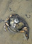 Strandkrabbe im niedersächsischen Wattenmeer.