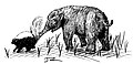 American Mastodon and Brachyprotoma