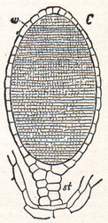 Antheridium van een levermos