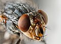 Housefly Portrait