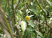 Citrus japonica2.jpg