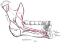 Le mandibule (vue médiale interne). L'insertion du muscle constricteur pharyngé supérieur est marquée "sup const".