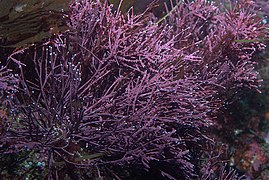 red algae