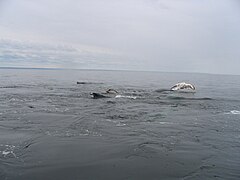 Humpback whales, dorsals, pectoral fins, Jacques Cartier Strait,[25] North of Anticosti Island