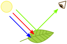 A leaf absorbing blue and red light, but reflecting green light