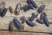 Gwragh oles gemmyn garow (Porcellio scaber)