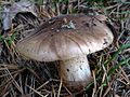 !!Tricholoma albobrunneum!!