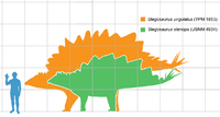 人間との大きさ比較。 緑色は S. stenops, オレンジ色は S. ungulatus。