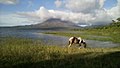 Horse grazing on the shore of the Lake with the Arenal Volcano in the background.