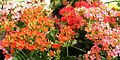 Kalanchoe - Kalanchoe