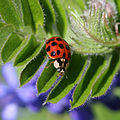 Asiatischer Marienkäfer (Harmonia axyridis)