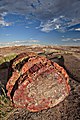 Image 69Petrified log at Petrified Forest National Park, by Moondigger (from Wikipedia:Featured pictures/Sciences/Geology)