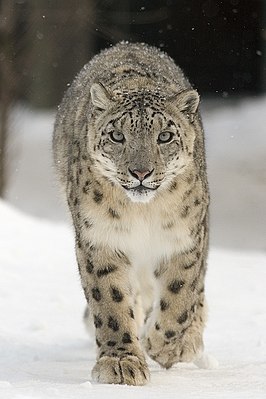 Snäleopard (Panthera uncia)