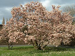 Kukkiva magnolia (Magnolia).