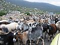 Troupeau de chèvres dans les montagnes grecques.