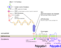 Schematische Darstellung von PKD1 und PKD2 an einer Zelle