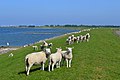 Schapen op de dijk, met links het IJsselmeer